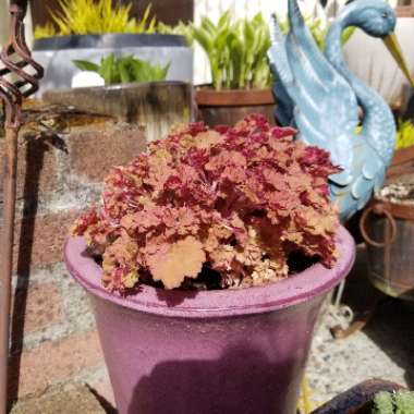 Heuchera