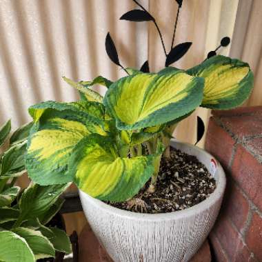 Hosta 'Great Expectations'