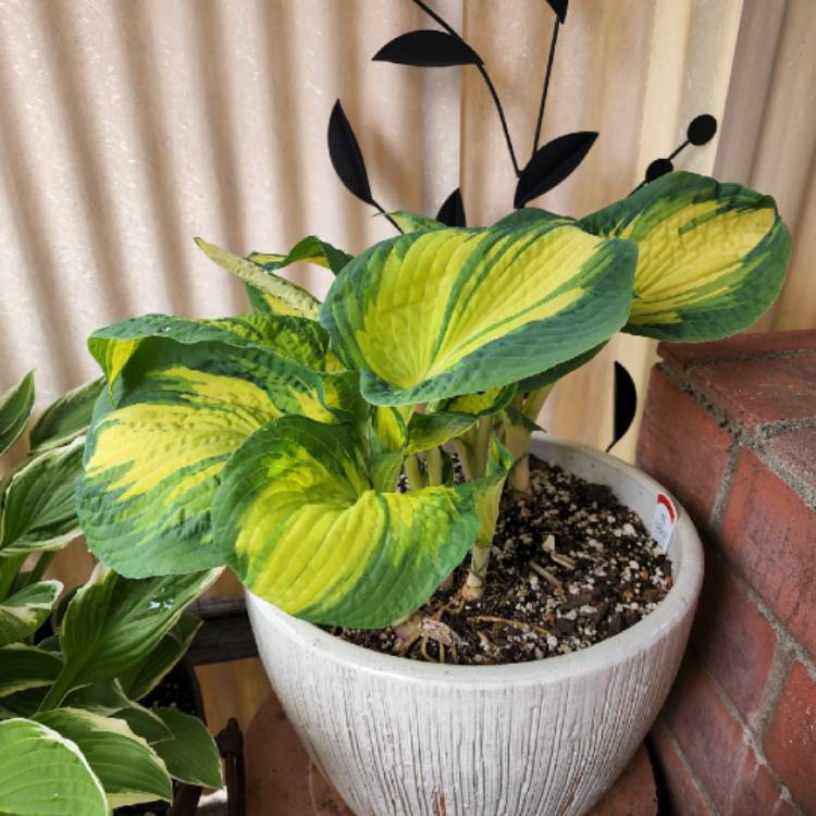 Plant image Hosta 'Great Expectations'