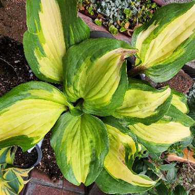 Hosta 'Raspberry Sundae'