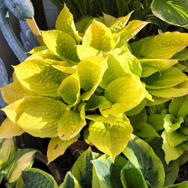 Hosta 'Fire Island'