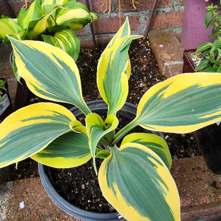 Plant image Hosta 'Autumn Frost' (Shadowland Series)