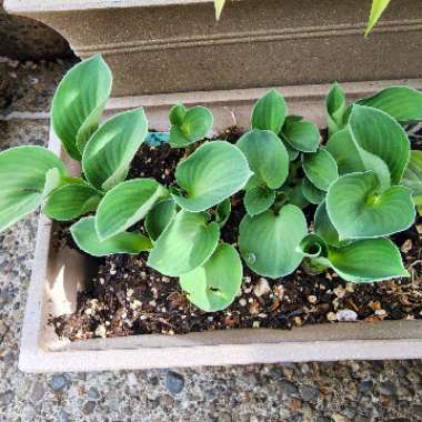 Hosta 'Blue Mouse Ears'