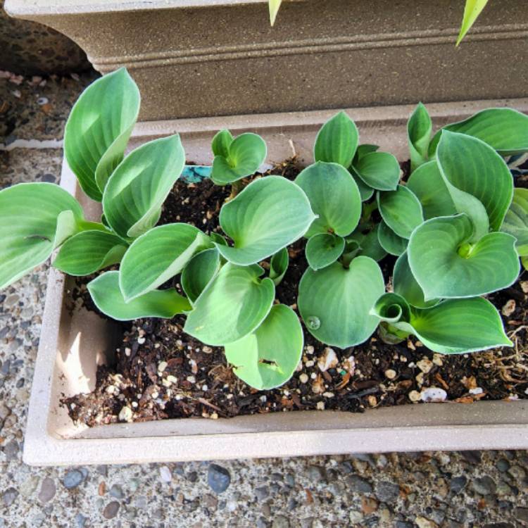 Plant image Hosta 'Blue Mouse Ears'