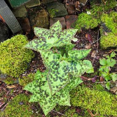 Dysosma versipellis 'Spotty Dotty' syn. Podophyllum versipelle 'Spotty Dotty'