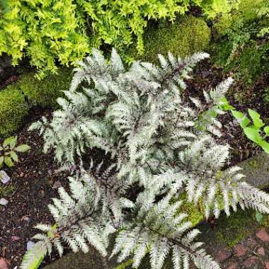 Athyrium Niponicum 'Ursula's Red'