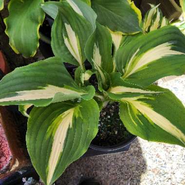 Hosta 'Night Before Christmas'