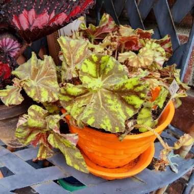 Begonia (Rex Cultorum Group)  syn. Begonia rex