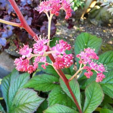 Rodgersia 'Bronze Peacock'