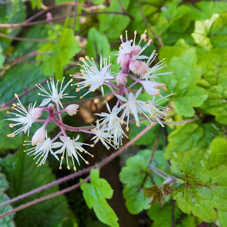 Plant image Tiarella cordifolia