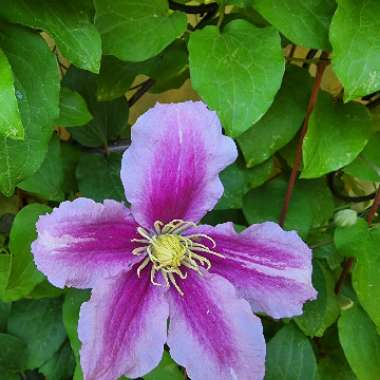 Clematis