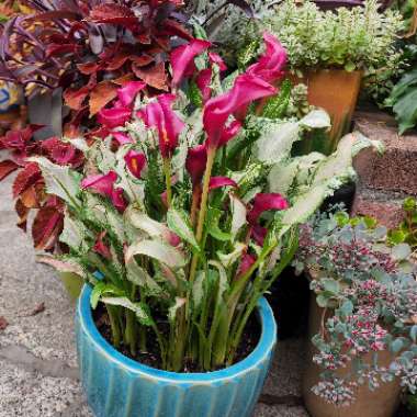 Zantedeschia Frozen Queen