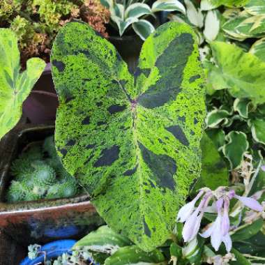 Colocasia esculenta 'Mojito'