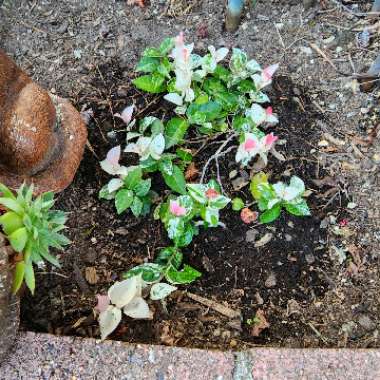 Trachelospermum jasminoides 'Tricolor'