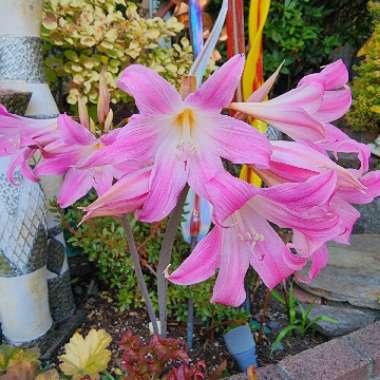 Amaryllis belladonna