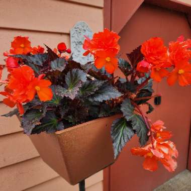 Begonia