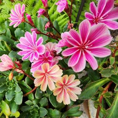 Lewisia 'Elise Mixed' (Mix)