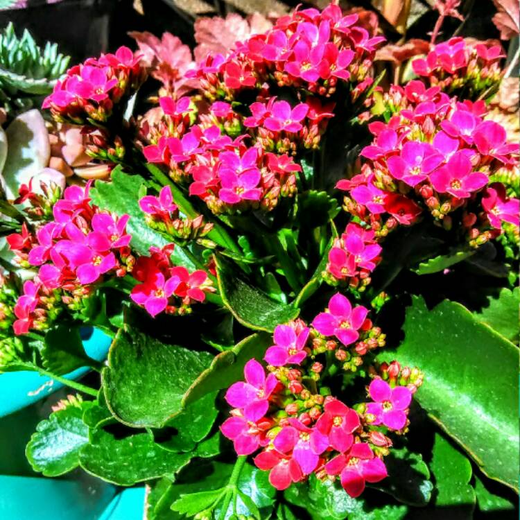 Kalanchoe blossfeldiana Pink Queen, Kalanchoe 'Pink Queen' - uploaded ...