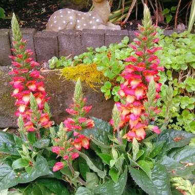 Digitalis canariensis 'Illumination' syn. Isoplexis canariensis 'Illumination'