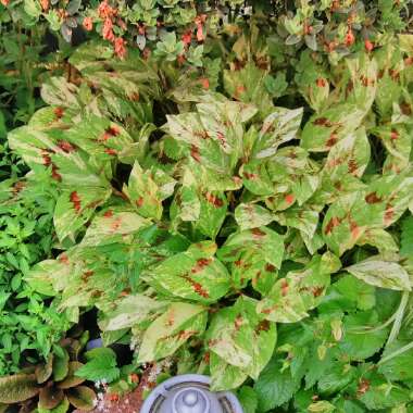 Persicaria microcephala 'Red Dragon'