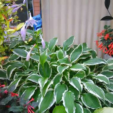 Hosta