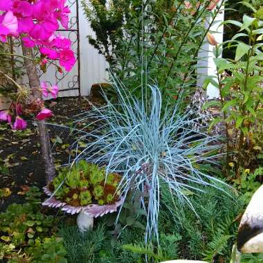 Festuca cinerea 'Azurit'