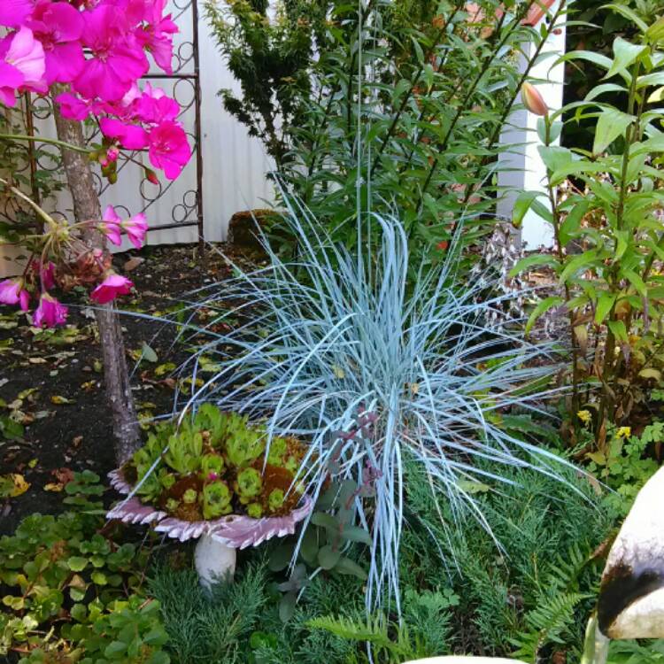 Plant image Festuca cinerea 'Azurit'