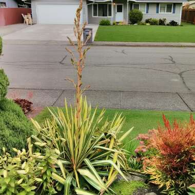 Yucca filamentosa 'Color Guard'