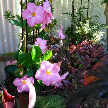 Mandevilla 'Sunmandecos' syn. Mandevilla 'Sun Parasol Giant Pink', Mandevilla 'Sundaville Cosmos Pink'