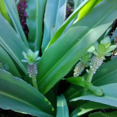 Eucomis