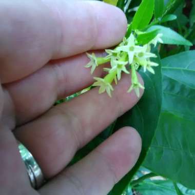 Cestrum nocturnum