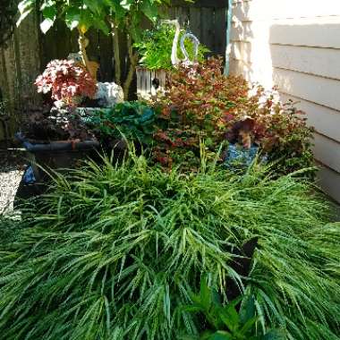 Hakonechloa macra 'Alboaurea'