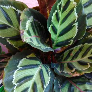 Calathea