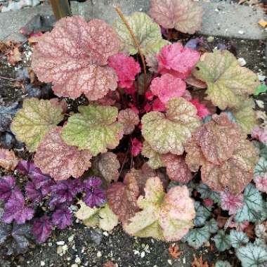 x Heucherella 'Pumpkin Spice'