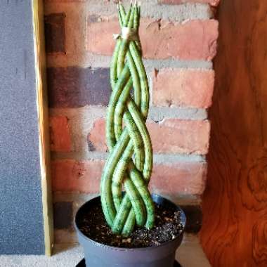 Sansevieria trifasciata 'Bantel's Sensation'