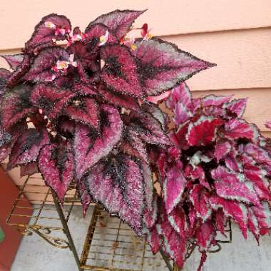 Begonia (Rex Cultorum Group)  syn. Begonia rex