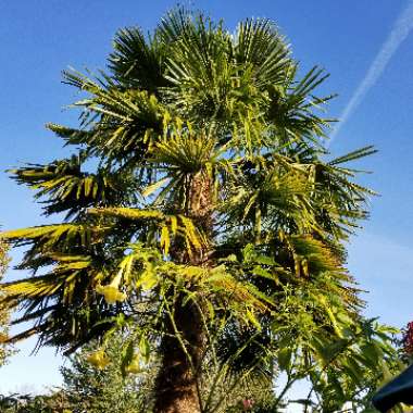 Trachycarpus fortunei syn. Chamaerops fortunei, Chamaerops excelsa