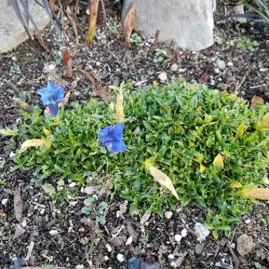 Gentiana Acaulis 'Holzmann'