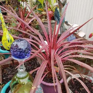 Cordyline australis 'Pink Passion'