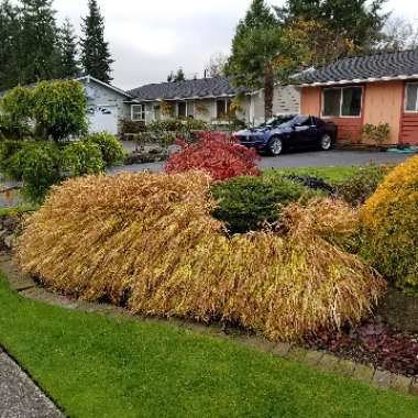 Hakonechloa macra 'Alboaurea'