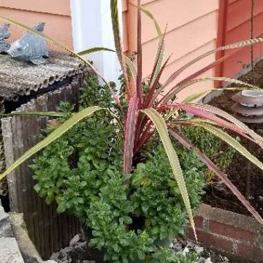 Cordyline 'Can Can'