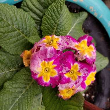 Primula