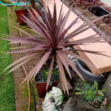 Dracaena