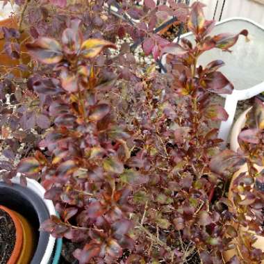 Coprosma repens 'Tequila Sunrise'