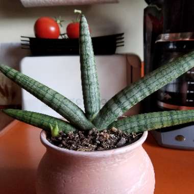 Sansevieria trifasciata 'Bantel's Sensation'