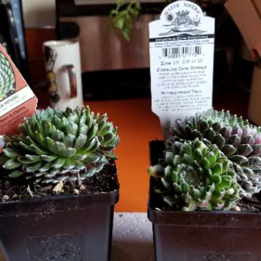 Sempervivum Arachnoideum Forest Frost