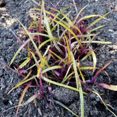 Tradescantia (Andersoniana Group) 'Sweet Kate'