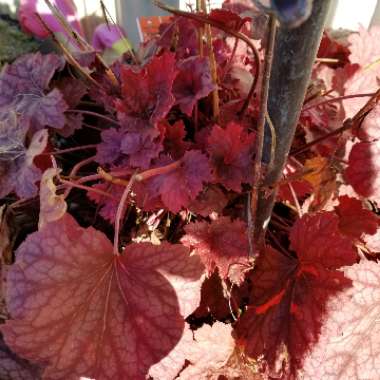 x Heucherella 'Pumpkin Spice'