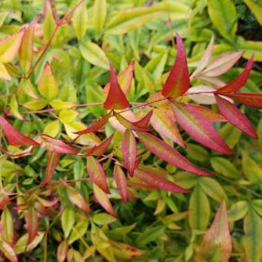 Nandina domestica