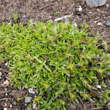 Gentiana Acaulis 'Holzmann'